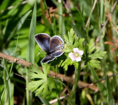 Gossamer-winged Butterflies - Lycaenidae