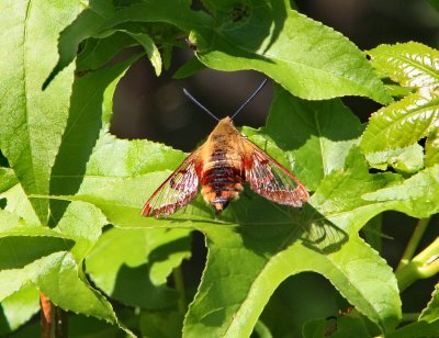 7855 Small Sphinx Moths: Snowberry Clearwing
