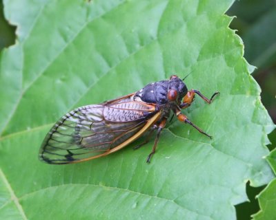 Periodical Cicada