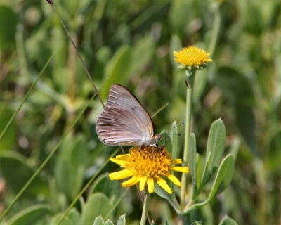 Great Southern White, female