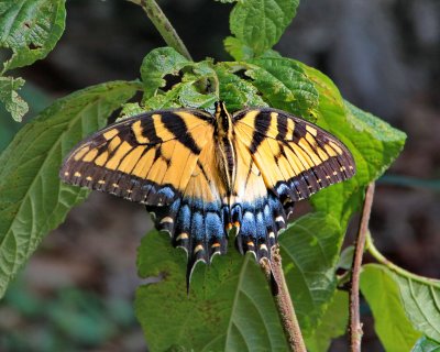 Eastern Tiger Swallowtail ♀