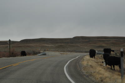 D7, Rt. 128, Cows north of Moab
