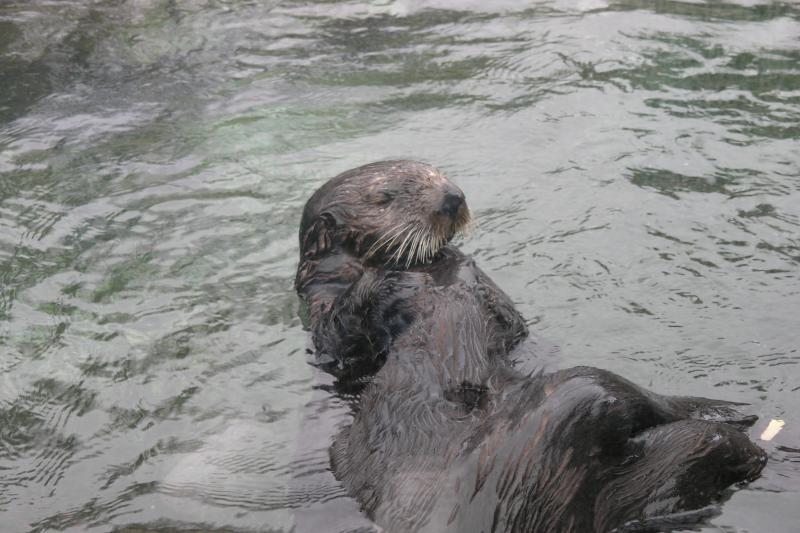 Sea Otter at Oregon State Marine Science Center