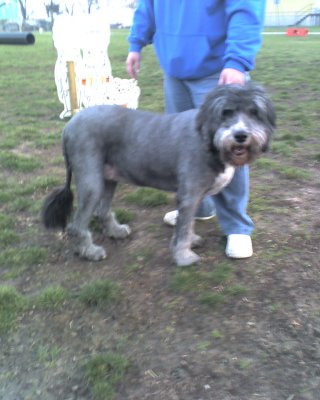 Tess (a wonderfully sweet 12 yr old Newfoundland/Sheep Dog mix) with her new haircut