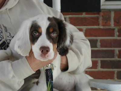 Artie - Linda Dudgeon's 11 week old (as of 12-2-09) 17 lb.  English Setter puppy