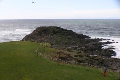 More of our temporary backyard in Depoe Bay.