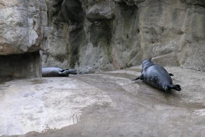 Seals at Oregon State Marine Science Center