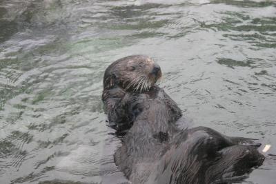 Sea Otter at Oregon State Marine Science Center