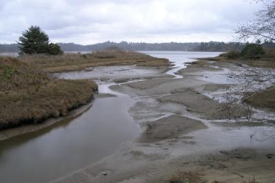 Classic view of coastal wetlands at Sea Otter at Oregon State Marine Science Center