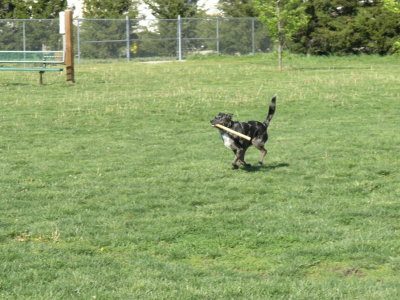 Molly fetching stick