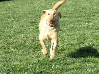 Bear fetching his red ball