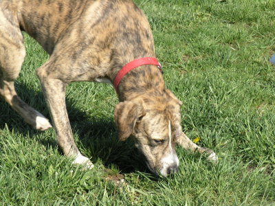 Tyson