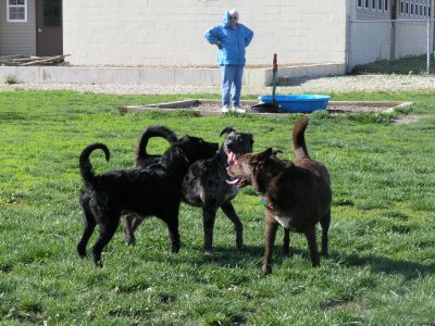 Gus, Molly & Jasmine in a pow-wow with Mary Agans looking on