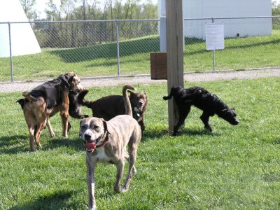 (clockwise from front) Tyson, Max, Jasmine & Gus