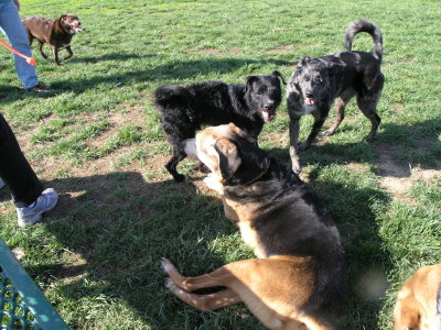 Maxwell with Gus & Molly, as Jasmine coming over to herd them