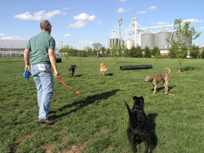 Dave Rothenay playing fetch with Molly & Bear