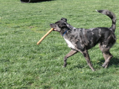 Molly fetching stick
