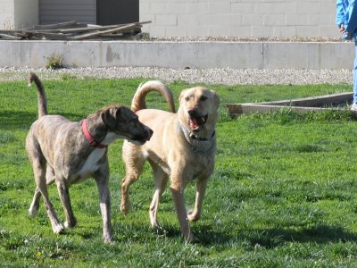 Tyson & Bear