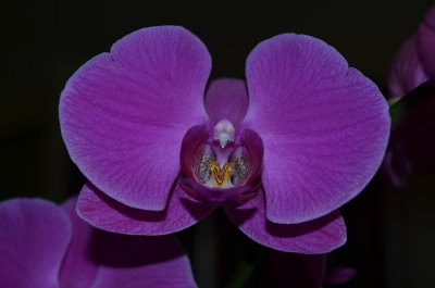  Gorgeous Purple Orchid