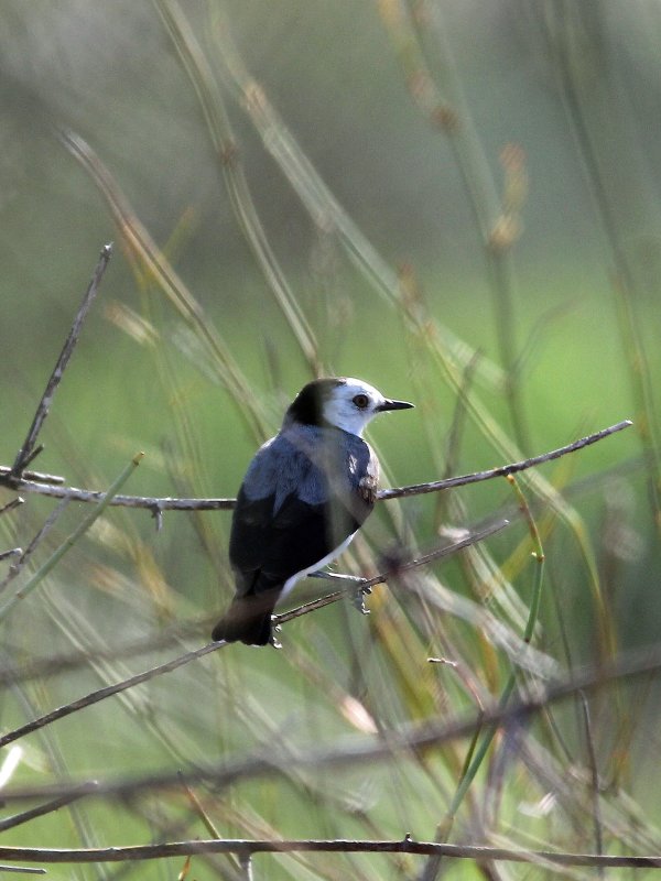 White-fronted Chat