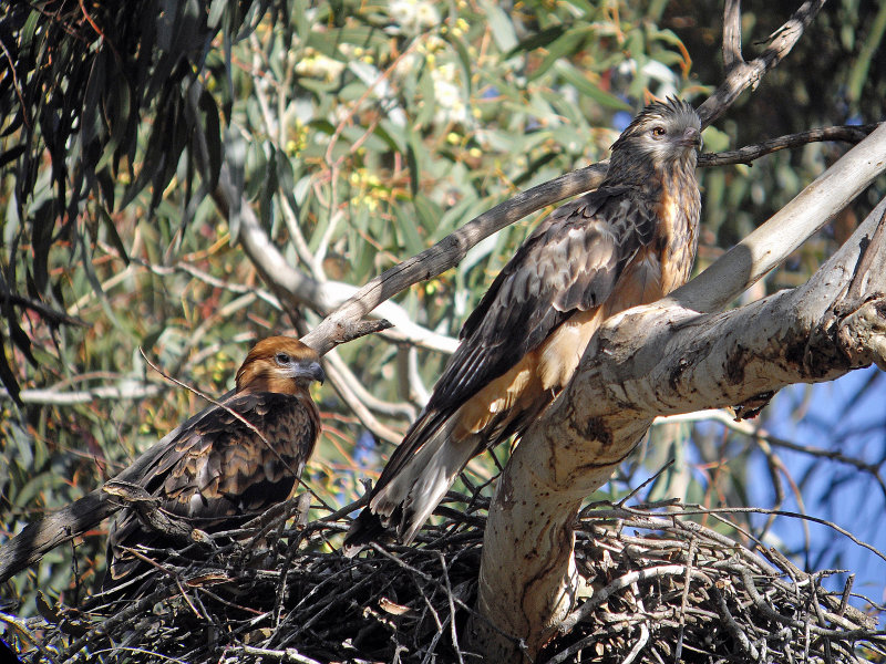 Square-tailed Kite