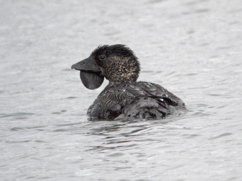 Musk Duck 