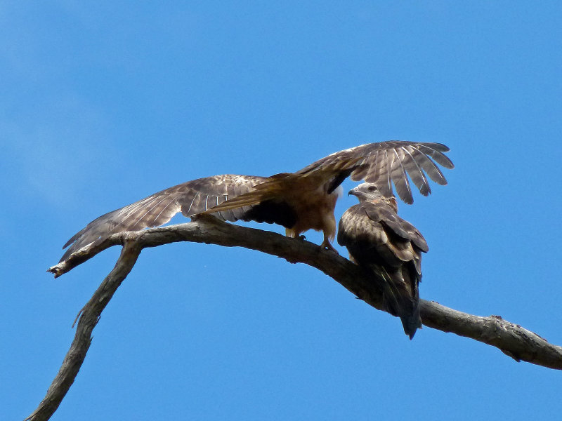 Square-tailed Kite