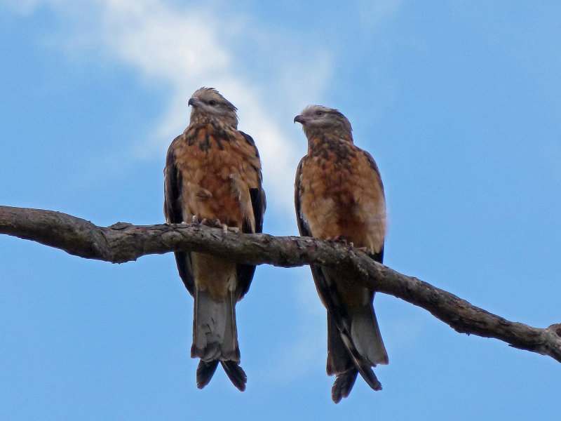 Square-tailed Kite