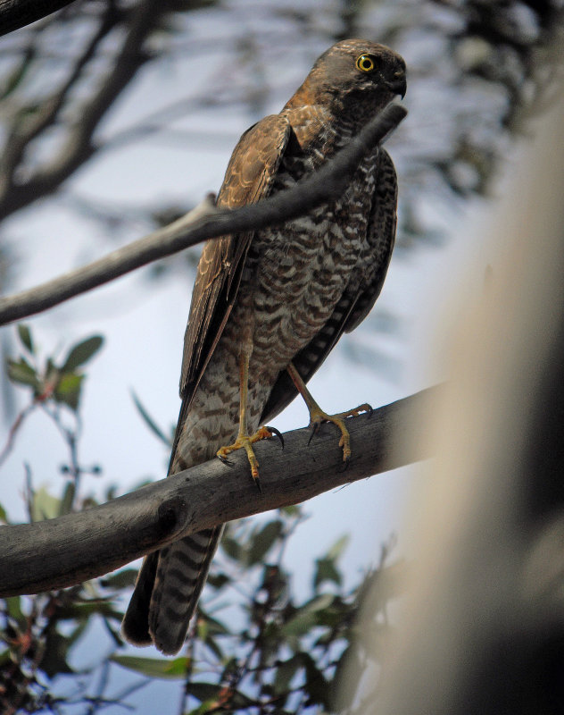 Collared Sparrowhawk