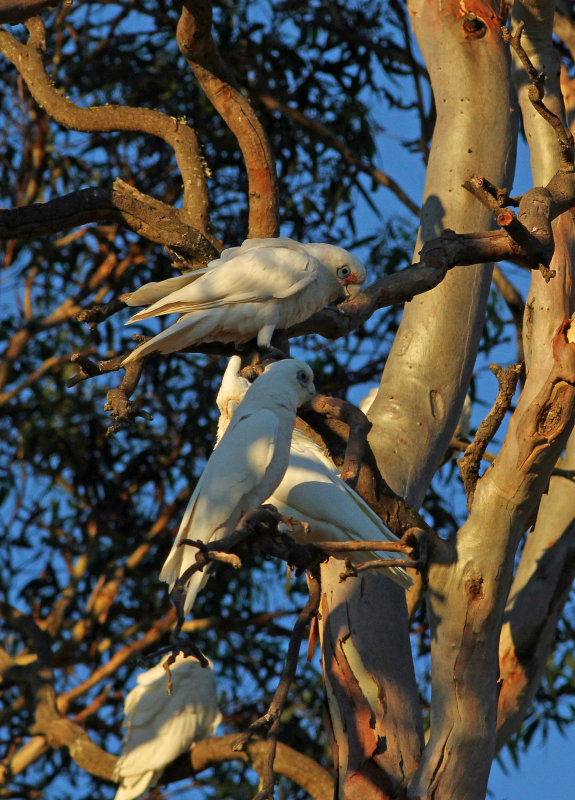 Long-billed Corella