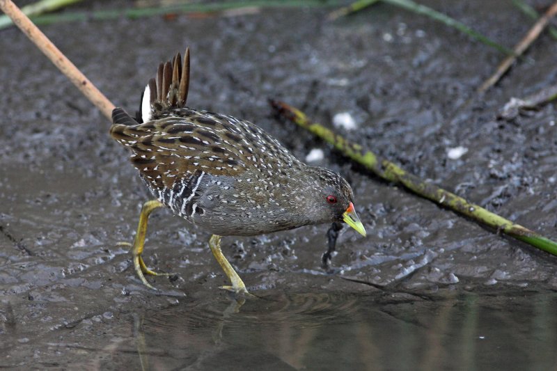 Australian Spotted Crake