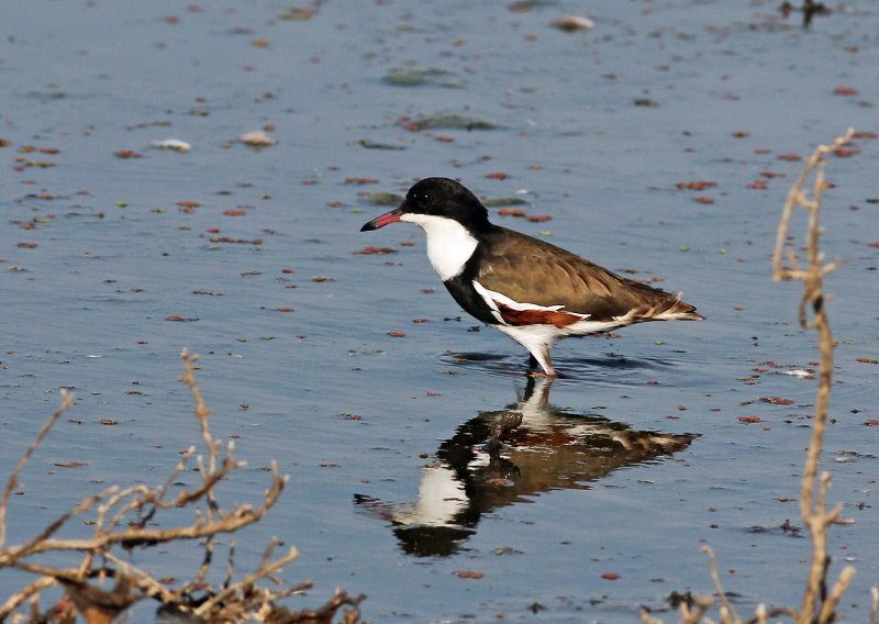 Red-kneed Dotterel