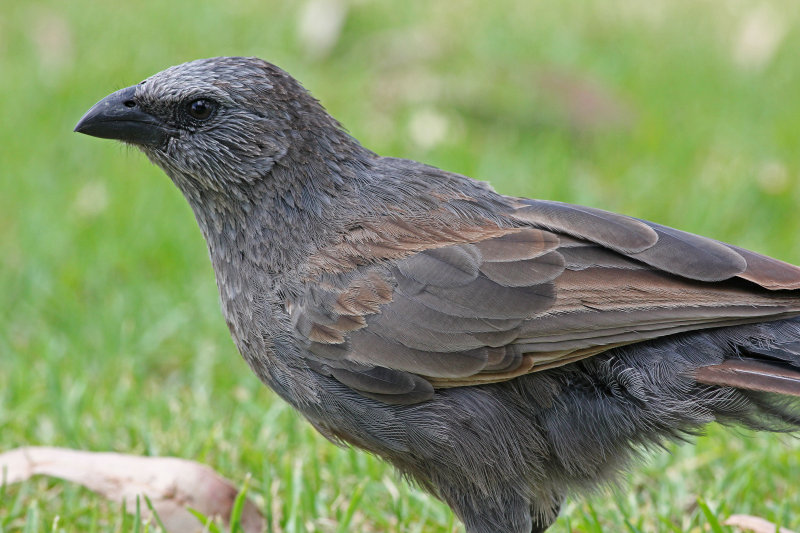 Apostlebird