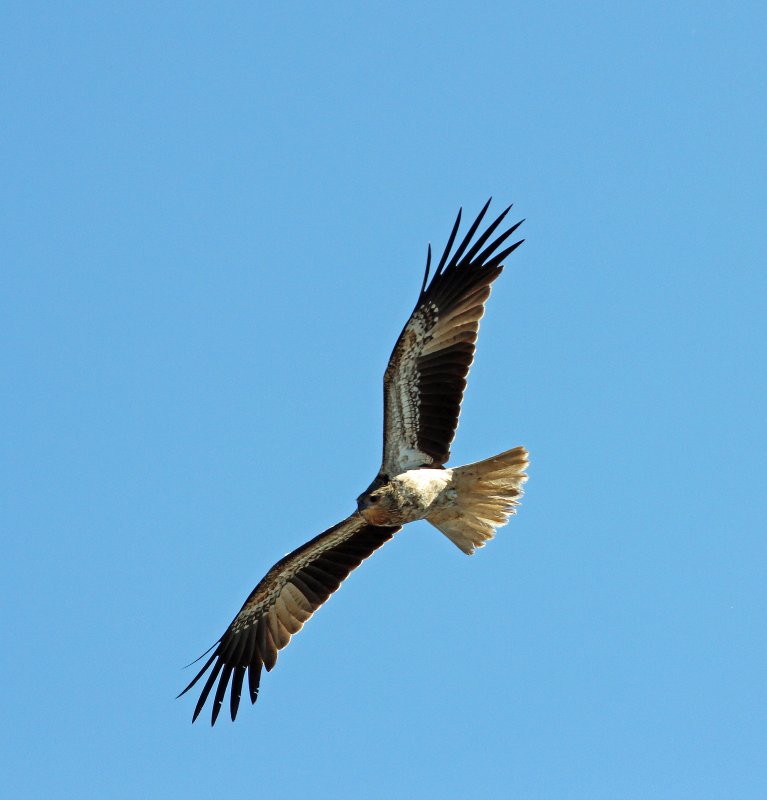Whistling Kite