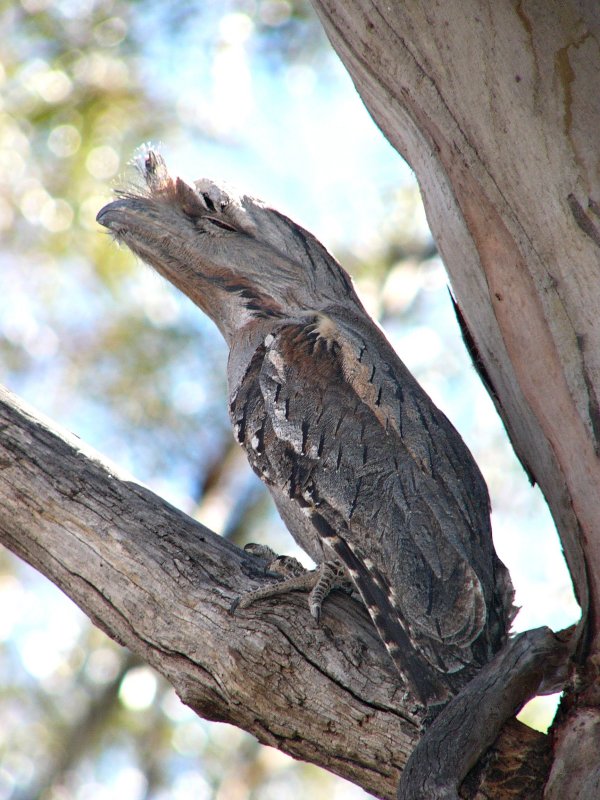 Tawny Frogmouth