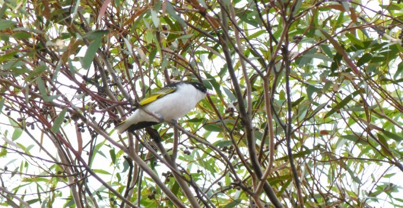 Painted Honeyeater