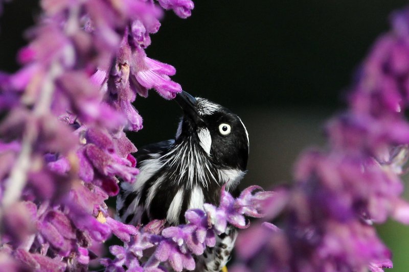 New-Holland Honeyeater