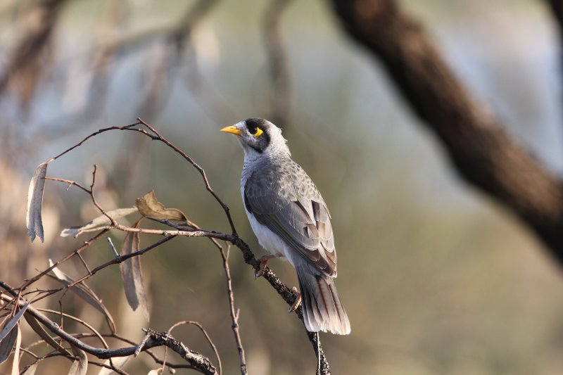 Noisy Miner