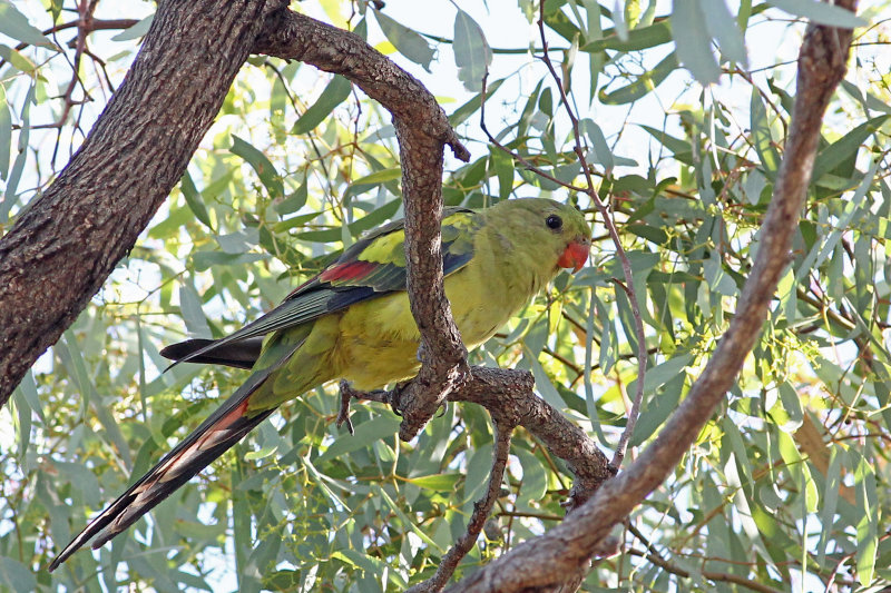 Regent Parrot