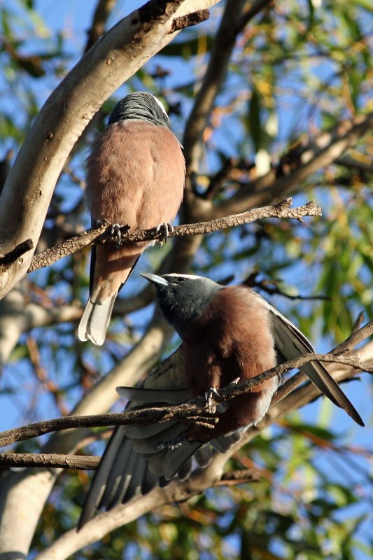 White-browed Woodswallow