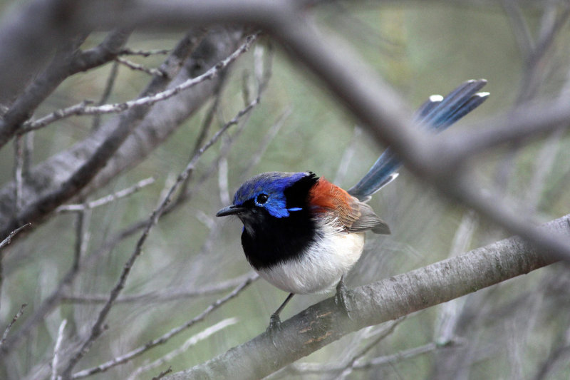 Variegated Fairy-wren (male)