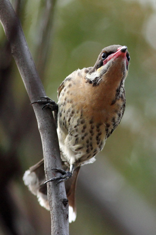 Spiny-cheeked Honeyeater