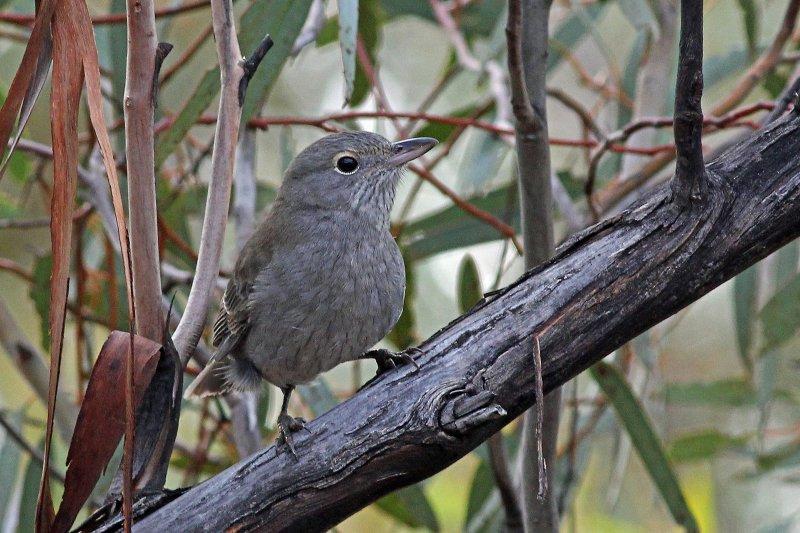 Grey Shrike-thrush