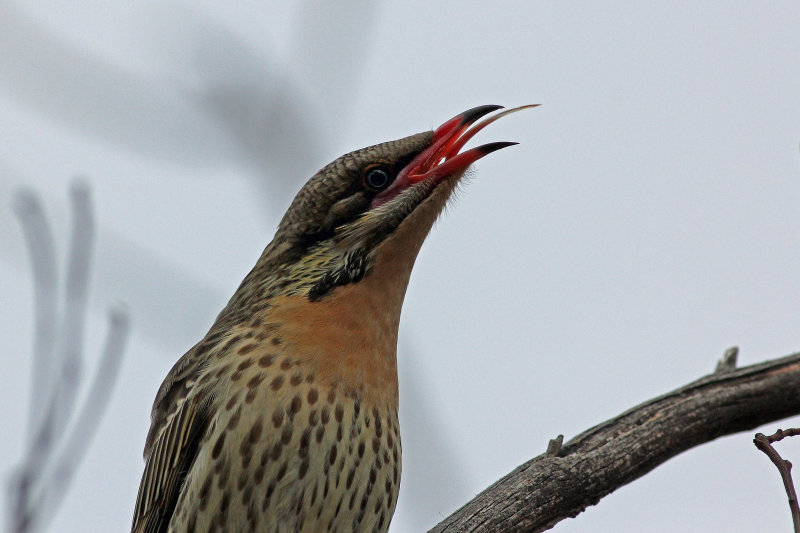 Spiny-cheeked Honeyeater