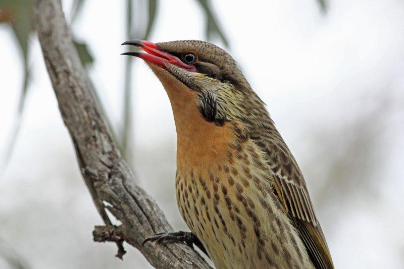Spiny-cheeked Honeyeater