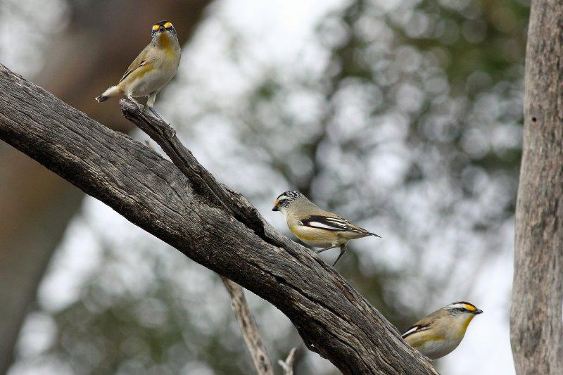 Striated Pardalote