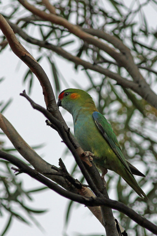 Purple-crowned Lorikeet