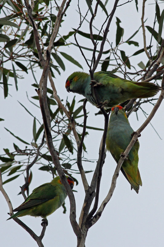 Purple-crowned Lorikeet