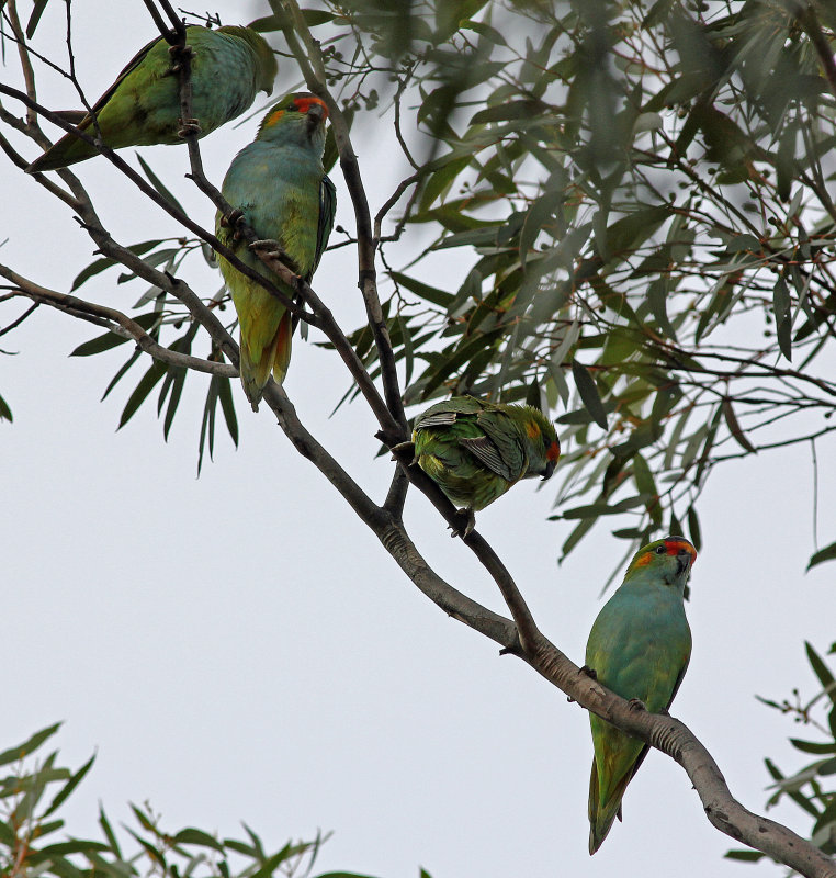 Purple-crowned Lorikeet