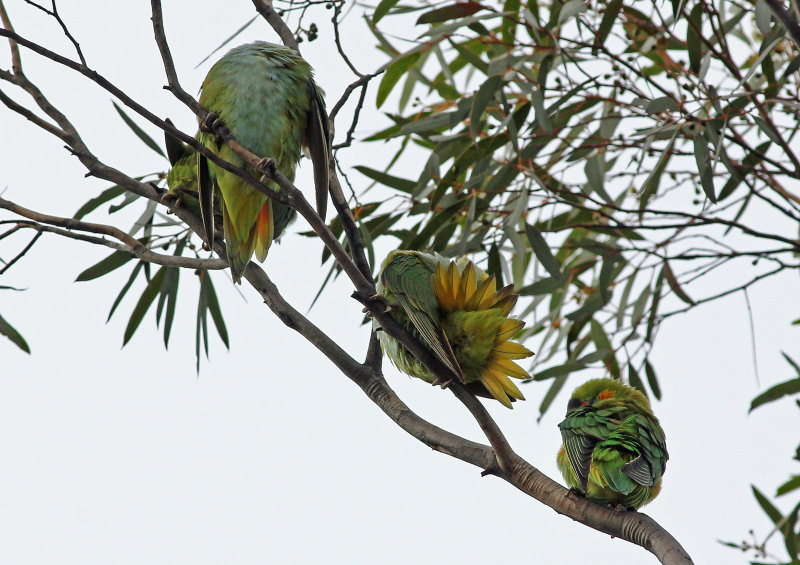 Purple-crowned Lorikeet